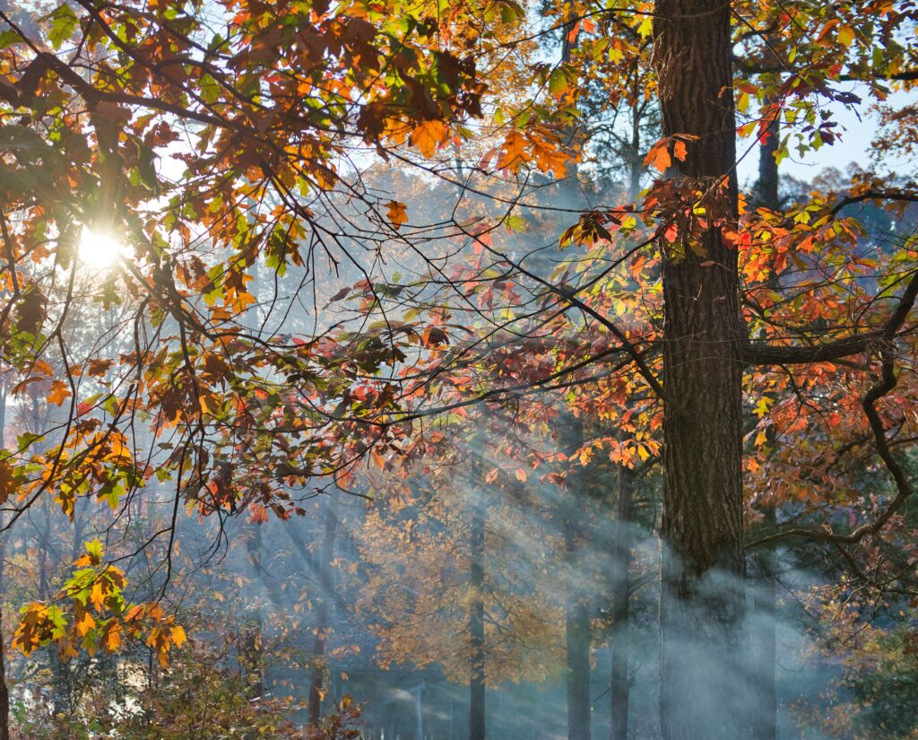 Sunlight streaming through fall foliage in Hartwell, Georgia, creating a serene forest scene.