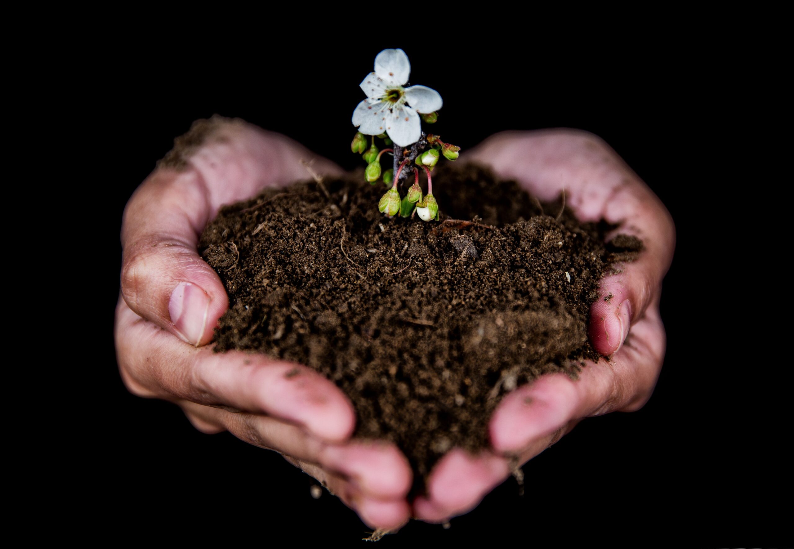 Close-up of hands holding soil with a blooming white flower, symbolizing growth.
